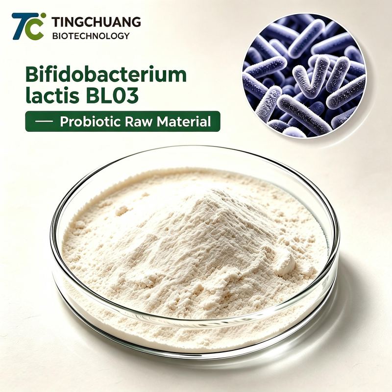 Bifidobacterium lactis BL03 Probiotic Raw Material Powder for Gut Health Supplements, Functional Foods, OEM and Private Label Applications
