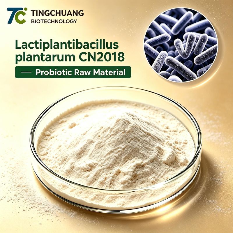 Lactobacillus Plantarum CN2018 Probiotic Raw Material Powder for Gut Health Supplements and Bulk Probiotic Ingredient Manufacturing